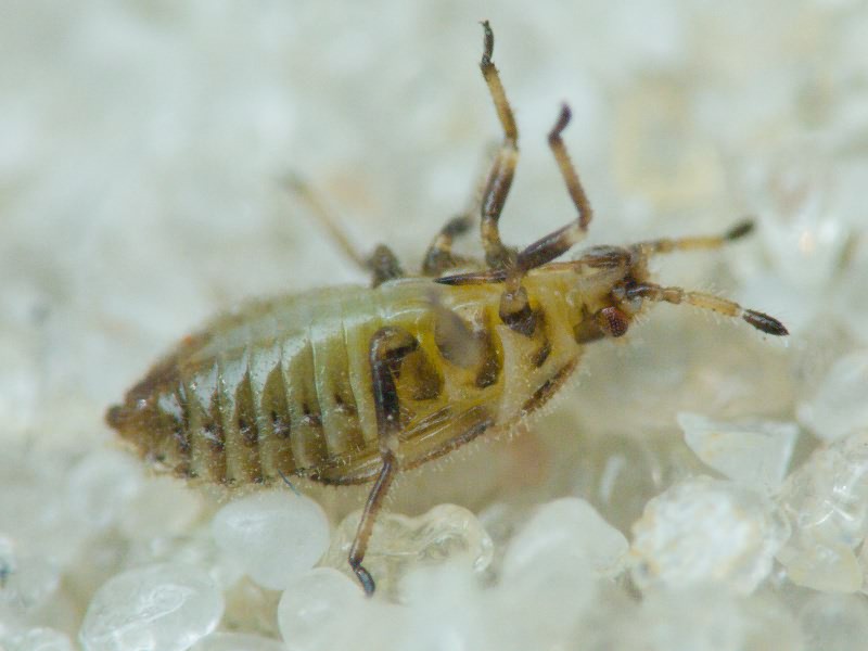 Tingis (Neolasiotropis) pauperata (Puton, 1879)